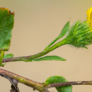 Photographie n°2545258 du taxon Pulicaria vulgaris Gaertn. [1791]