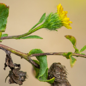 Photographie n°2545259 du taxon Pulicaria vulgaris Gaertn. [1791]