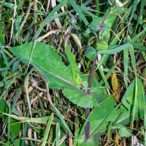 Photographie n°2545273 du taxon Sonchus oleraceus L.