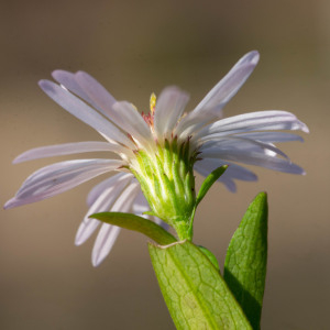 Photographie n°2545274 du taxon Symphyotrichum x salignum (Willd.) G.L.Nesom [1995]