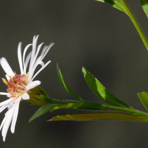 Photographie n°2545275 du taxon Symphyotrichum x salignum (Willd.) G.L.Nesom [1995]