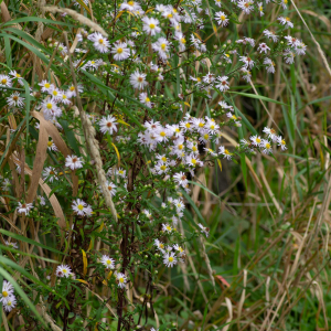 Photographie n°2545278 du taxon Symphyotrichum x salignum (Willd.) G.L.Nesom [1995]