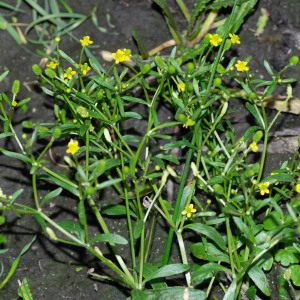 Photographie n°2545321 du taxon Ranunculus sceleratus L.