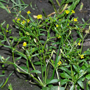 Photographie n°2545322 du taxon Ranunculus sceleratus L.