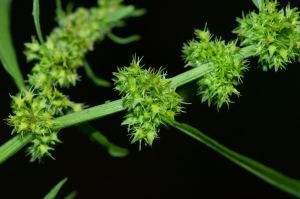 Jean-Jacques Houdré, le 15 novembre 2022 (Saint-Just-Saint-Rambert (Etang David))