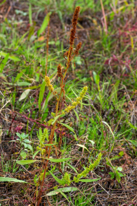 Jean-Jacques Houdré, le 15 novembre 2022 (Saint-Just-Saint-Rambert (Etang David))