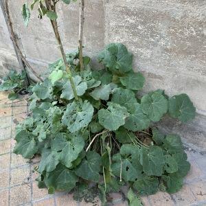 Photographie n°2545346 du taxon Alcea rosea L.