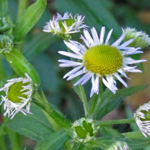 Photographie n°2545354 du taxon Erigeron annuus (L.) Desf. [1804]