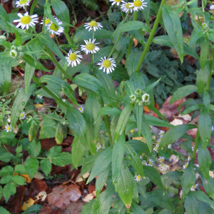 Photographie n°2545356 du taxon Erigeron annuus (L.) Desf. [1804]