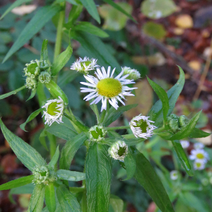 Photographie n°2545360 du taxon Erigeron annuus (L.) Desf. [1804]