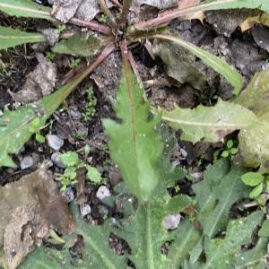 Photographie n°2545366 du taxon Taraxacum officinale agg