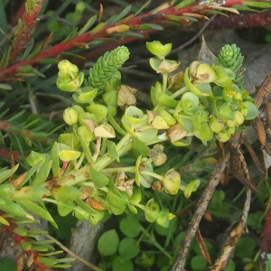 Photographie n°2545439 du taxon Euphorbia paralias L. [1753]