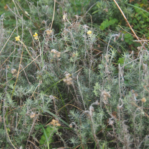 Photographie n°2545441 du taxon Helichrysum stoechas (L.) Moench [1794]