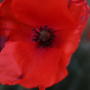 Photographie n°2545457 du taxon Papaver rhoeas L.