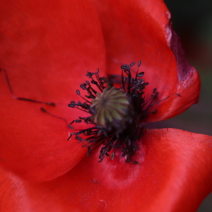 Photographie n°2545458 du taxon Papaver rhoeas L.