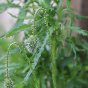 Photographie n°2545459 du taxon Papaver rhoeas L.