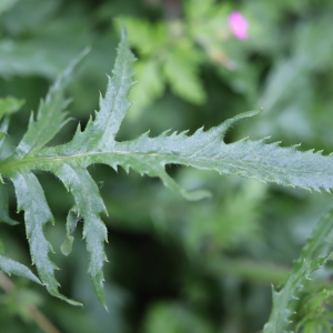 Photographie n°2545460 du taxon Papaver rhoeas L.