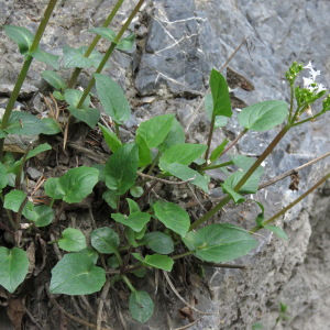 Photographie n°2545487 du taxon Valeriana rotundifolia Vill.