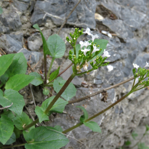 Photographie n°2545488 du taxon Valeriana rotundifolia Vill.