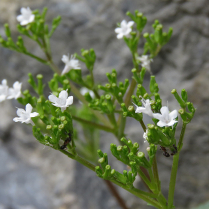 Photographie n°2545489 du taxon Valeriana rotundifolia Vill.