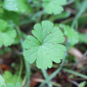 Photographie n°2545537 du taxon Geranium rotundifolium L.