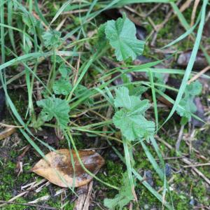 Photographie n°2545540 du taxon Malva neglecta Wallr.