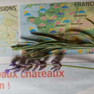 Photographie n°2545553 du taxon Lavandula angustifolia Mill. [1768]