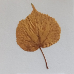 Photographie n°2545567 du taxon Tilia cordata Mill. [1768]