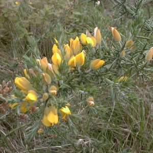 Photographie n°2545569 du taxon Ulex europaeus L. [1753]