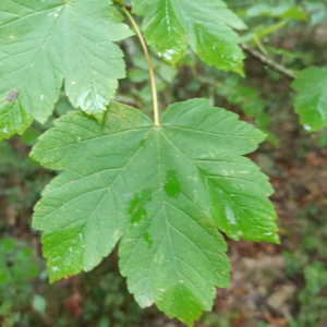Photographie n°2545578 du taxon Acer pseudoplatanus L. [1753]