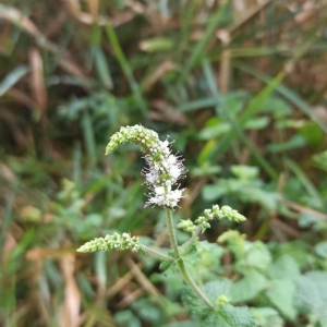 Photographie n°2545586 du taxon Mentha suaveolens Ehrh. [1792]