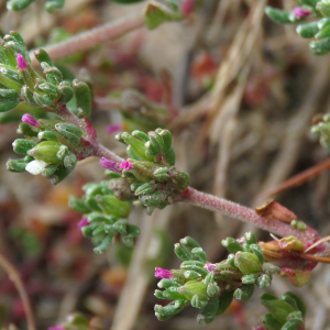 Photographie n°2545688 du taxon Frankenia pulverulenta L.