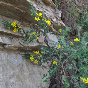 Photographie n°2545692 du taxon Genista monspessulana (L.) L.A.S.Johnson