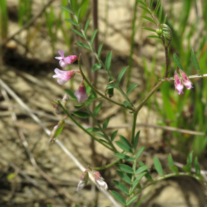 Photographie n°2545693 du taxon Vicia disperma DC.