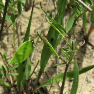 Photographie n°2545695 du taxon Vicia disperma DC.