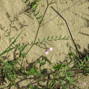 Photographie n°2545697 du taxon Vicia disperma DC.