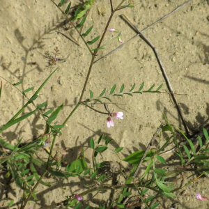  - Vicia disperma DC.