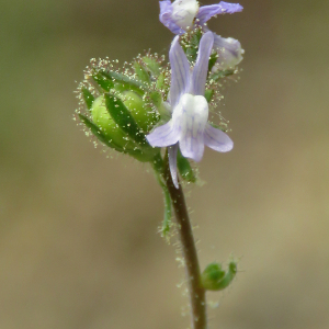  - Linaria arvensis (L.) Desf.