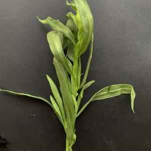 Photographie n°2545770 du taxon Artemisia dracunculus L. [1753]