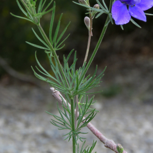  - Delphinium consolida L.