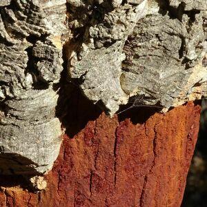 Photographie n°2545791 du taxon Quercus suber L.