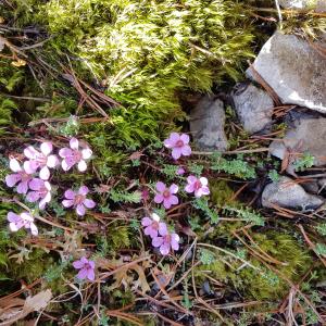 Photographie n°2545799 du taxon Saxifraga oppositifolia L.