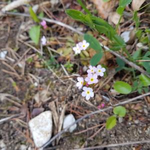 Photographie n°2545804 du taxon Androsace chaixii Gren. [1853]