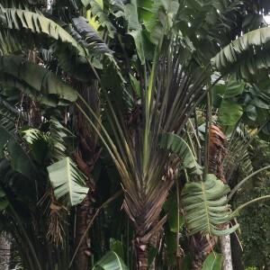  - Ravenala madagascariensis Sonn. [1782]