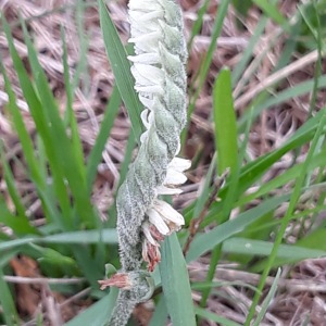 Photographie n°2545885 du taxon Spiranthes spiralis (L.) Chevall.