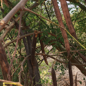 Photographie n°2545947 du taxon Moringa oleifera Lam. [1783]