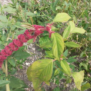  - Amaranthus caudatus L. [1753]