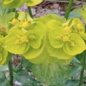 Photographie n°2546085 du taxon Euphorbia serrata L. [1753]