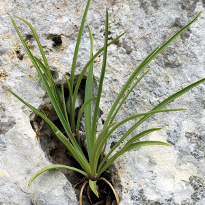 Photographie n°2546104 du taxon Bupleurum ranunculoides subsp. telonense (Gren. ex Timb.-Lagr.) H.J.Coste