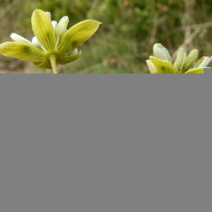 Photographie n°2546106 du taxon Bupleurum ranunculoides subsp. telonense (Gren. ex Timb.-Lagr.) H.J.Coste